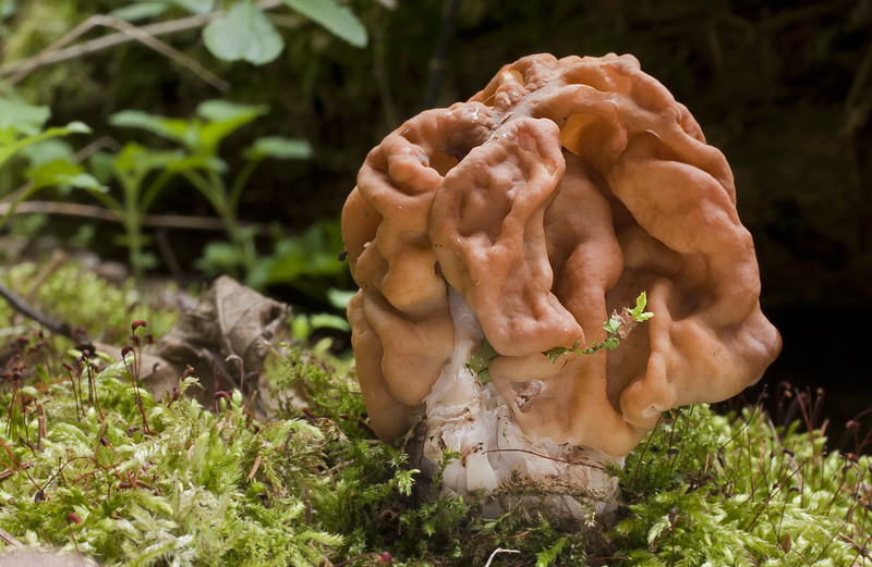 Gyromitra gigas